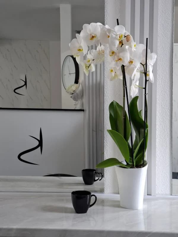 Beauty studio KS 2 1