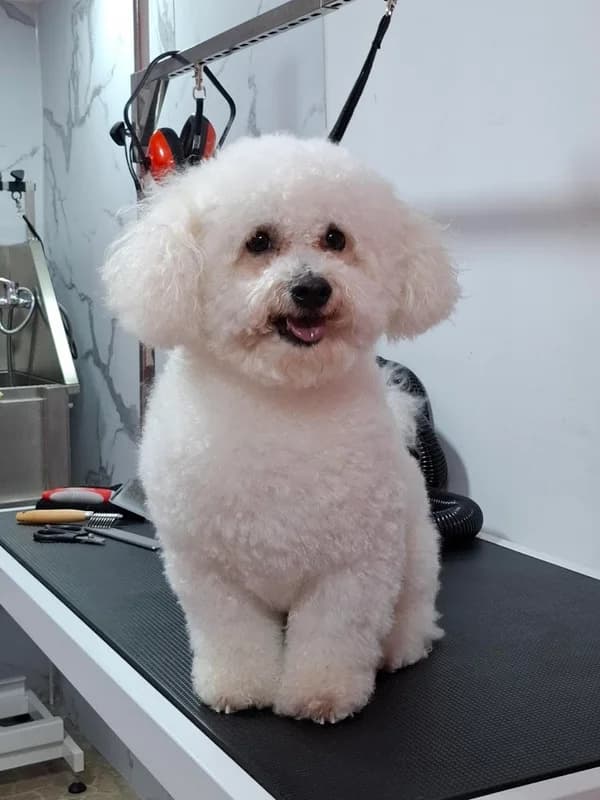 Buba Grooming Salon