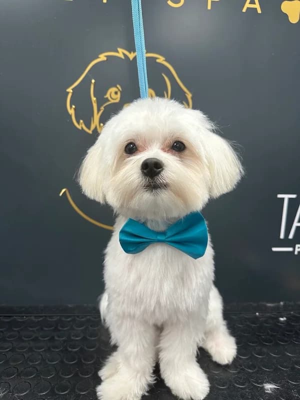 Superior Pet Spa