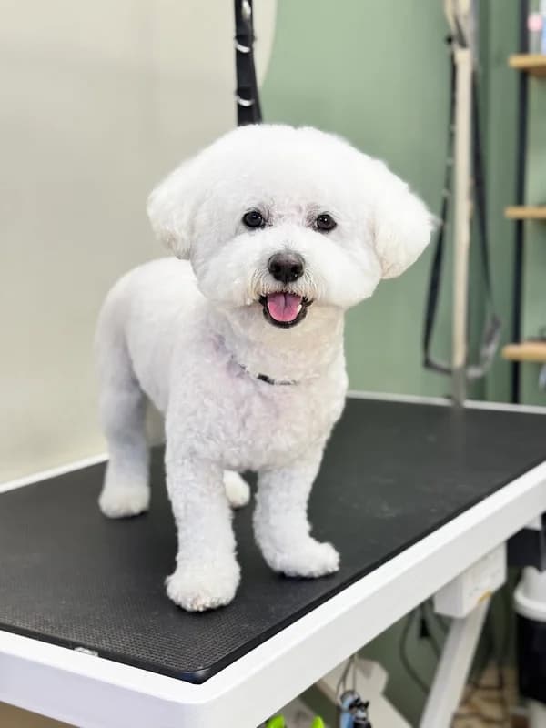 Indy Grooming Salon