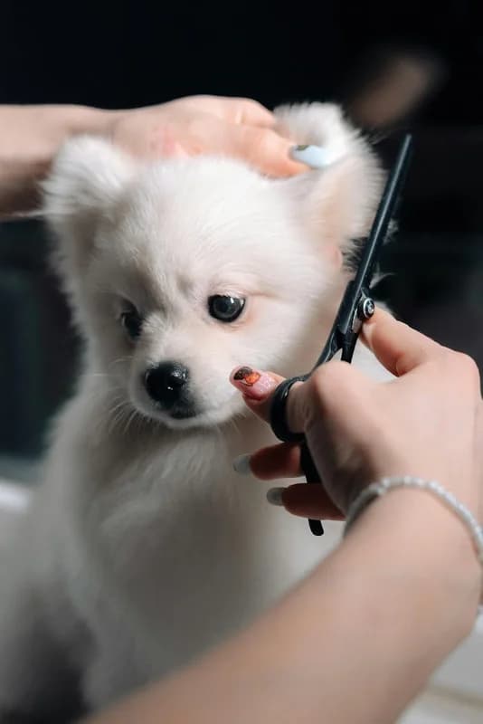 DOG GROOMING MAX 1