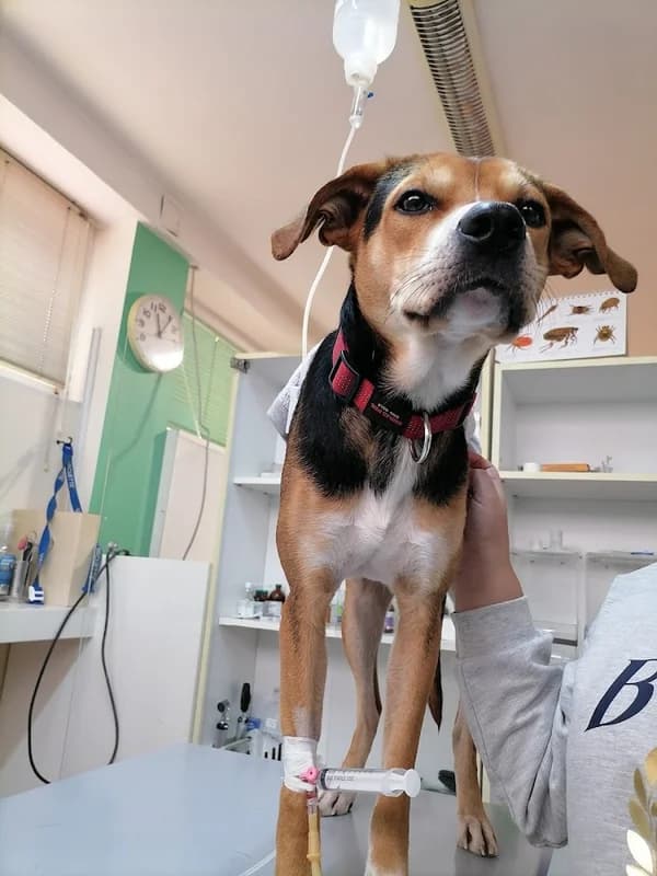 Animal Medica Veterinary Clinic